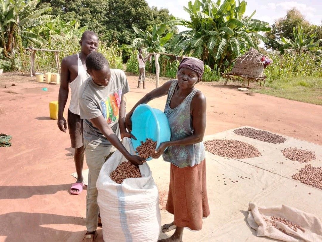 Collectors bagging shea nuts