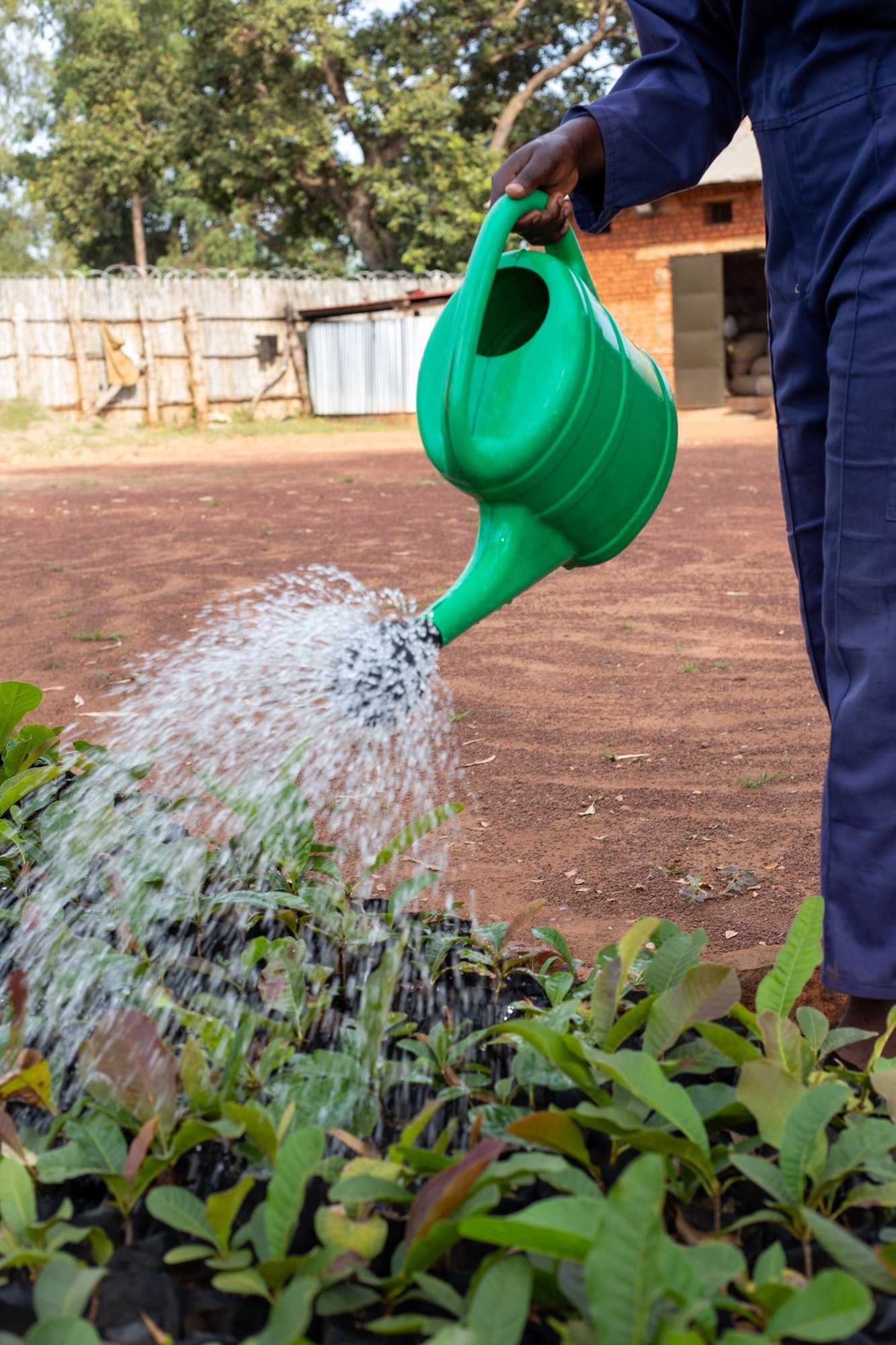Watering shea seedlings